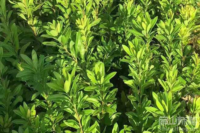 梅列水晶楊梅種植