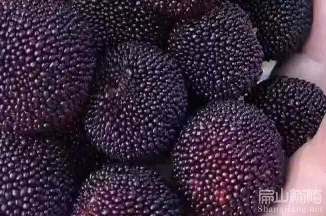 武隆早熟楊梅苗批發(fā)杯苗 荸薺水晶黑高峰楊梅苗培育-扁山楊梅