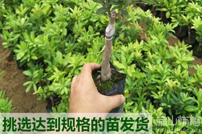 紫陽縣楊梅種植