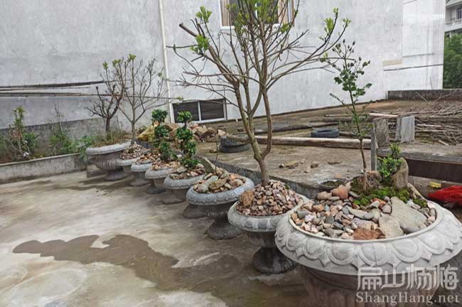 浠水縣楊梅盆栽