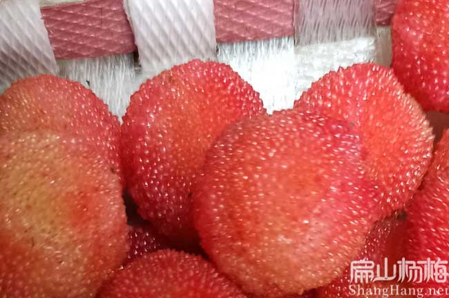 山陽(yáng)縣楊梅種植