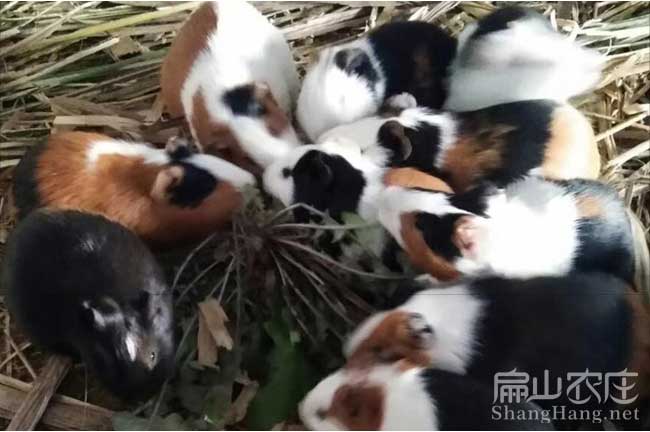 廣東黑豚養(yǎng)殖