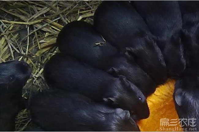 廣州黑豚鼠養(yǎng)殖