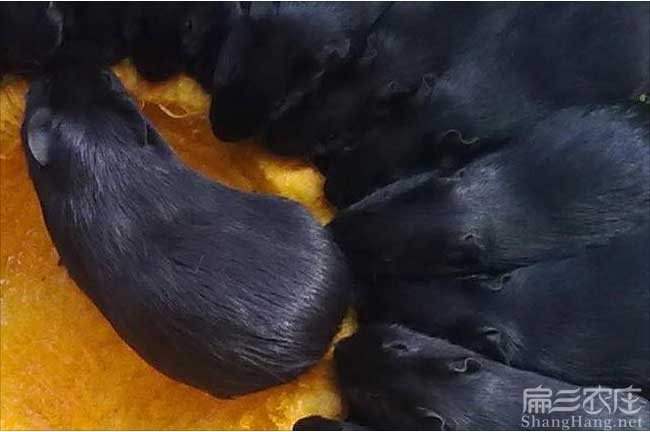 廣東黑豚鼠養(yǎng)殖