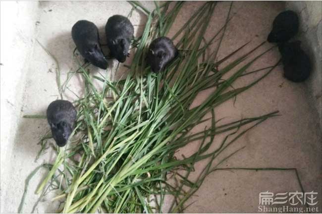 三明黑豚批發(fā)