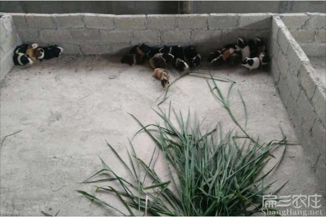 福州彩豚養(yǎng)殖基地