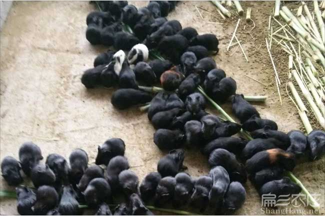 福建豚鼠批發(fā)
