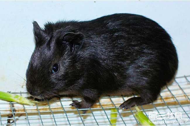 黑豚利潤