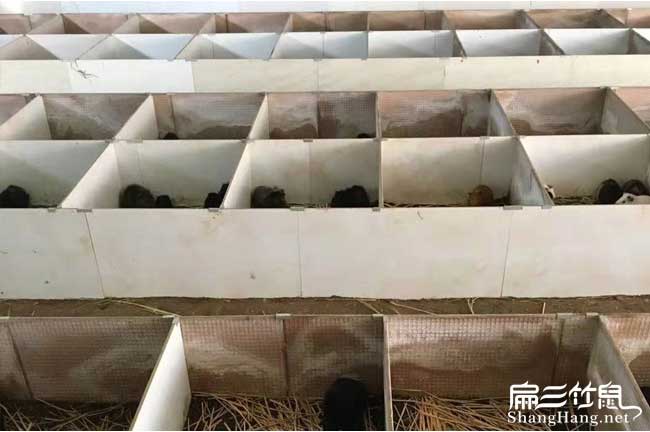 泉州哪里有賣(mài)黑豚