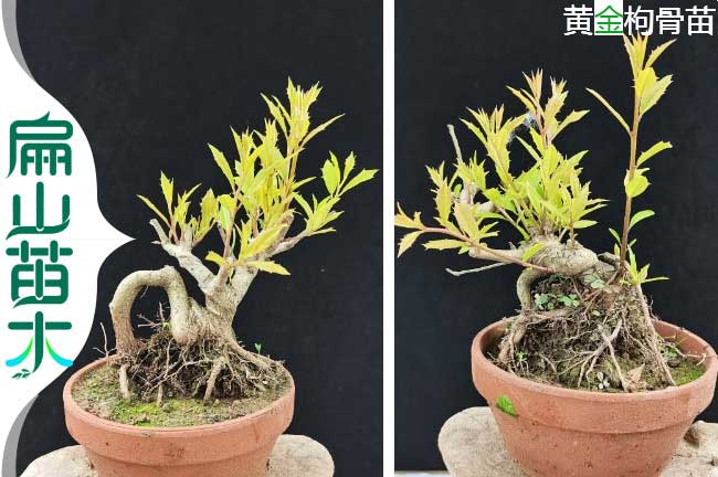 福州黃金枸骨苗價格寧德綠化工程培育種植基地-扁山苗木