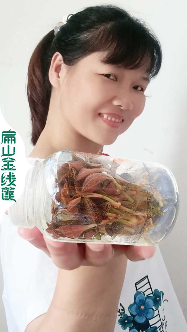 D河池標(biāo)準(zhǔn)金線(xiàn)蓮鐵皮石斛種植基地 河池金線(xiàn)蓮批發(fā)價(jià)格3-5元