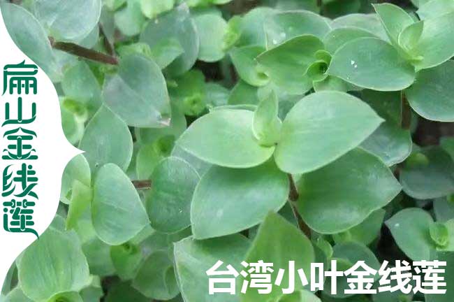 泉州金線蓮種苗批發(fā) FJ泉州金線蓮種植基地多少錢一斤2元/珠