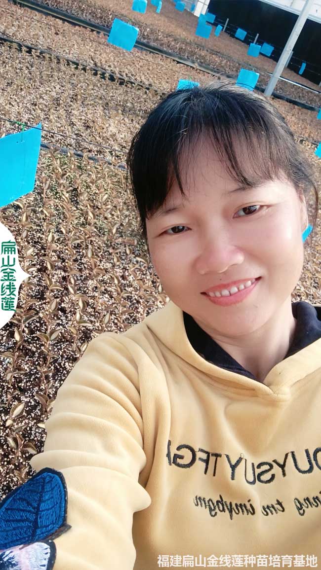 漳州和龍巖的金線蓮種苗 在中國算比較好和多的瓶裝干貨
