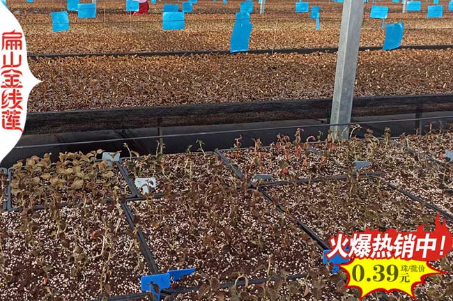 濟寧金線蓮種苗批發(fā)