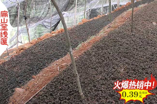 福建金線蓮種植的土壤 水分 光照 種苗方式五大要求和特點(diǎn)
