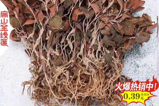 高標(biāo)準(zhǔn) 定西平?jīng)龅慕鹁€蓮種植基地 金線蓮種苗批發(fā)0.55元/珠
