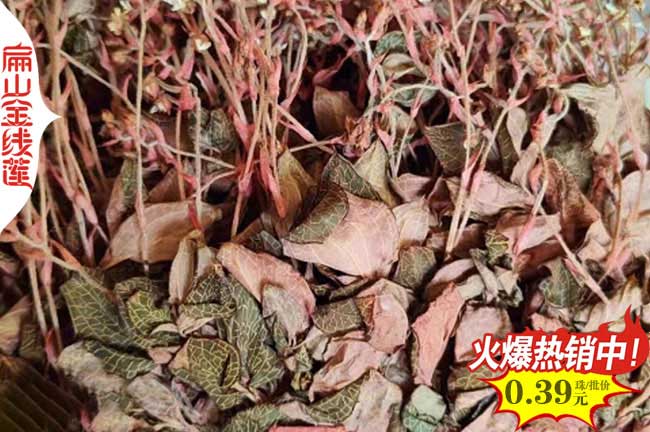 達(dá)州金線(xiàn)蓮瓶苗