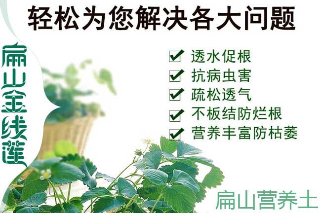勐臘營(yíng)養(yǎng)土批發(fā)
