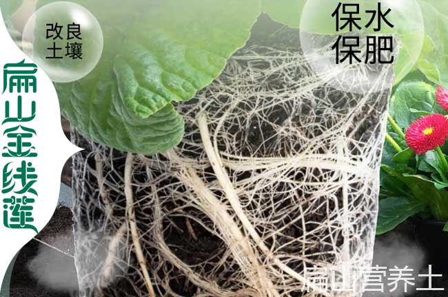 黔江金線蓮種植營(yíng)養(yǎng)土