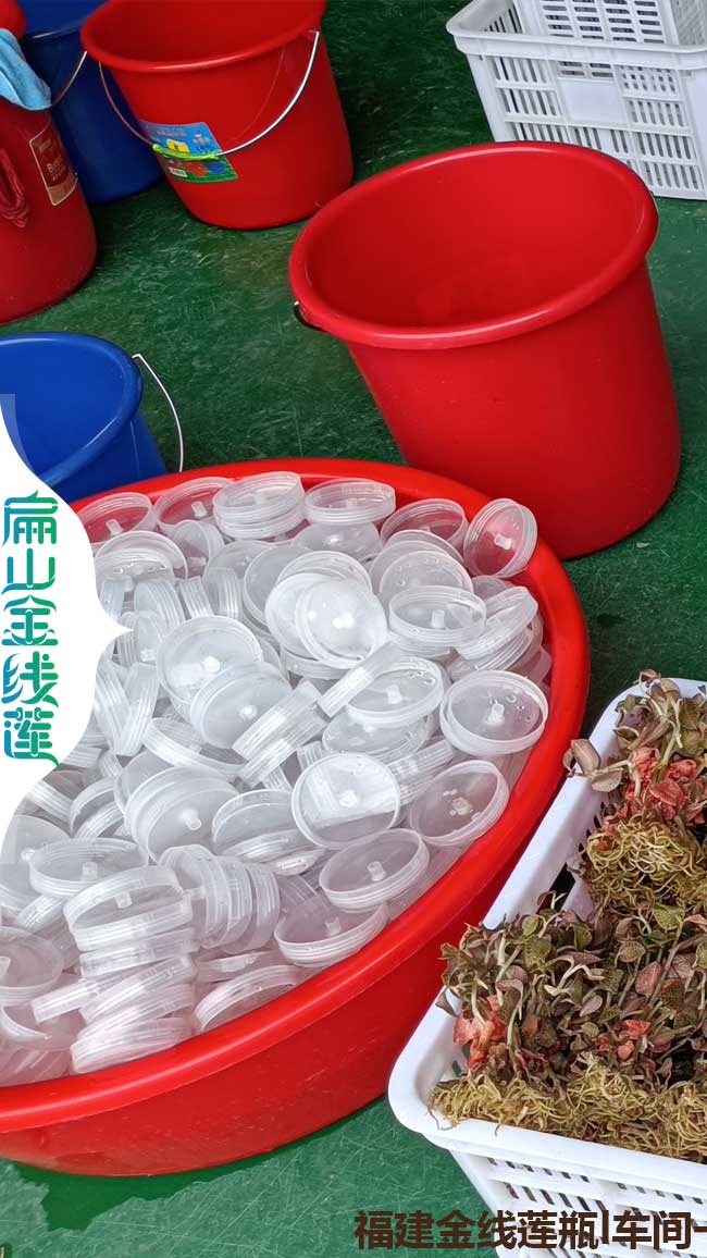 銷路加盟合作 駐馬店金線蓮種植基地 三門峽金線蓮種苗價1元