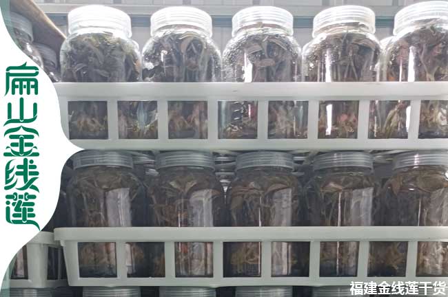 扁山寶雞的金線蓮種苗批發(fā)價(jià)格 寶雞金線蓮種植基地0.88元/珠