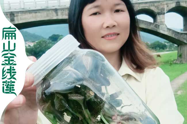 D周口紅霞漯河金線蓮種苗培育基地在大種植批發(fā)價0.61元/珠