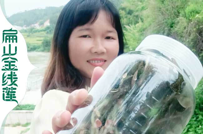 咸陽瓶裝金線蓮苗