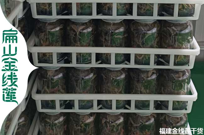 白沙金線蓮種苗價格