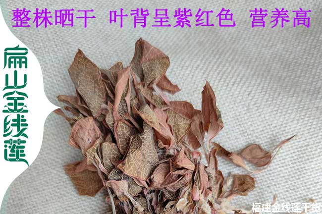 HuBei孝感大金線蓮種苗培育標準基地 孝感福建臺灣金線蓮1元