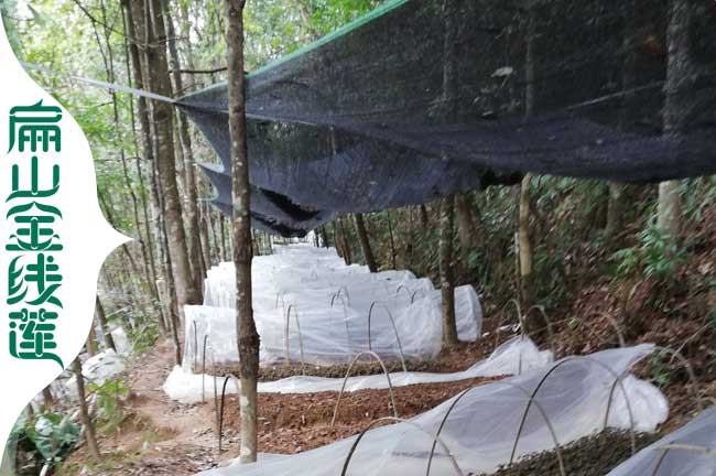 扁山?jīng)錾酱笕~金線蓮種植基地 涼山紅霞金線蓮種苗批發(fā)0.56元