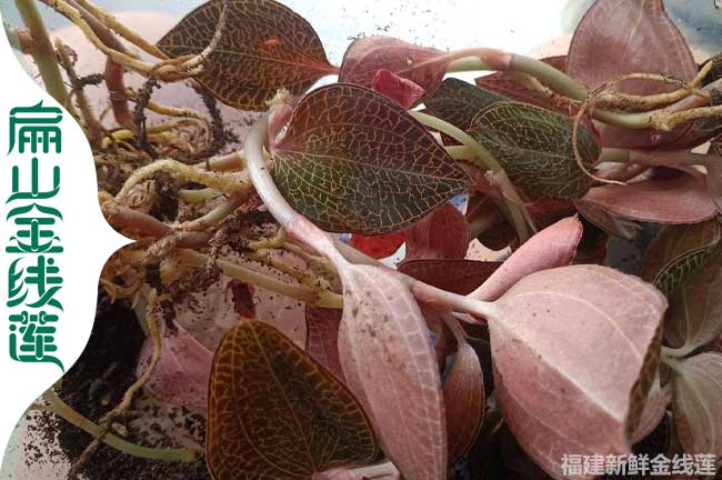 德陽(yáng)新鮮金線蓮