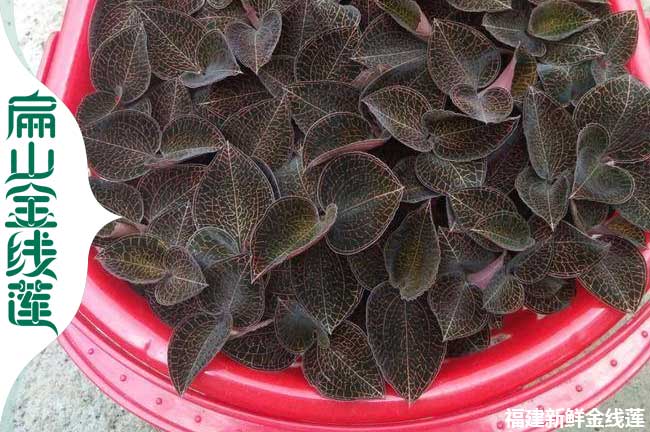 張家口紅霞金線(xiàn)蓮種苗