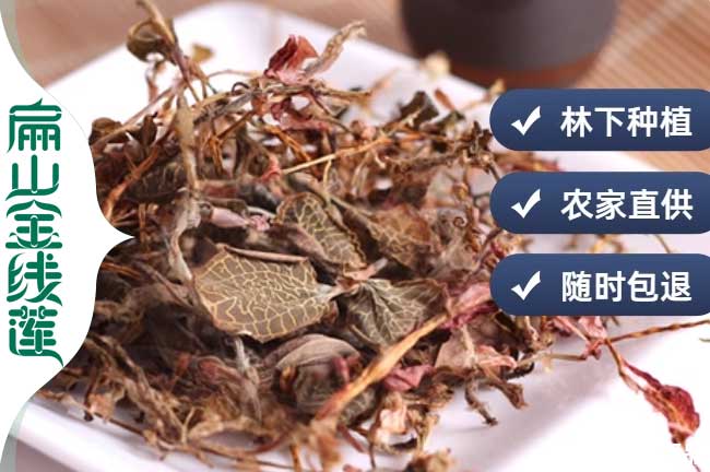 崇明林下金線(xiàn)蓮干活