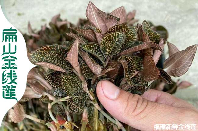 10號(hào)金線蓮種苗 遂寧金線蓮種植基地 新鮮干貨批發(fā)90萬(wàn)珠