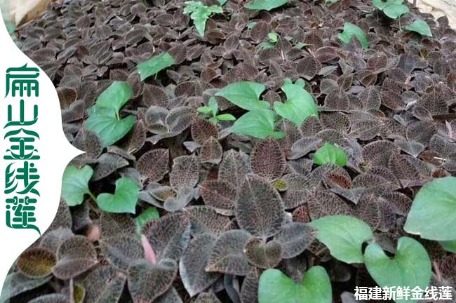 林下萬(wàn)寧 文昌的金線蓮干貨 瓊海金線蓮種植基地685元/斤