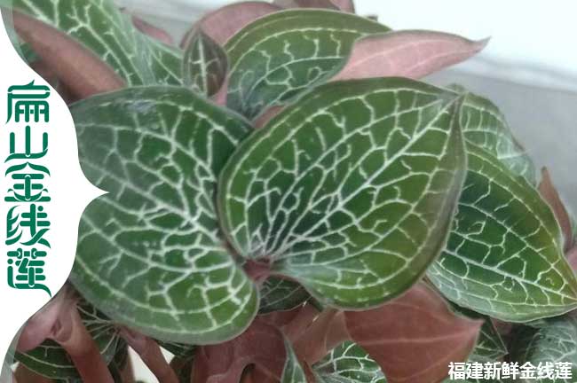 邢臺(tái)金線蓮種植場(chǎng)