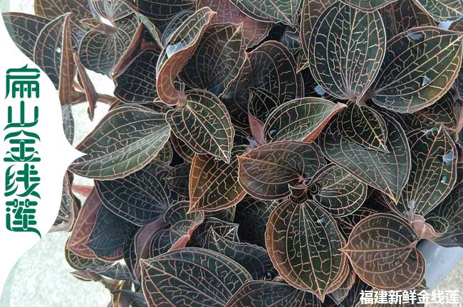 果洛金線蓮種苗價(jià)格