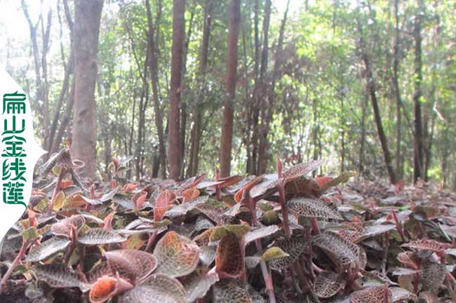 扁山渝中萬州涪陵區(qū)金線蓮種苗 2年油茶苗批發(fā) 50CM 2元一珠