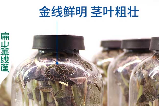 2023標準 巴南黔江江津的金線蓮種植基地 種苗批發(fā)價0.69元