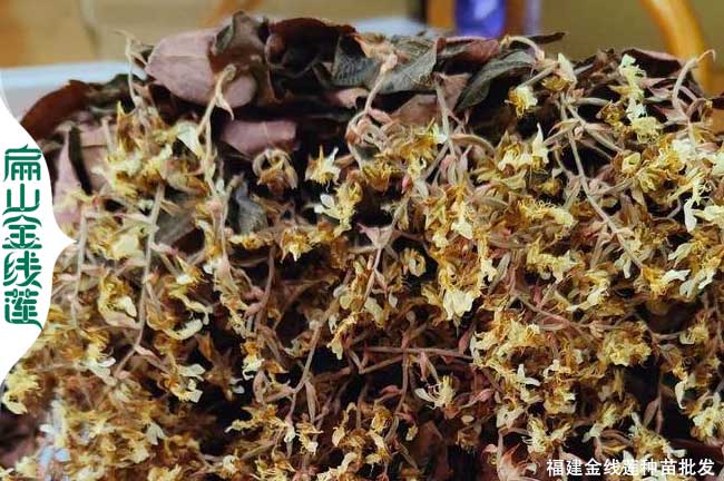 資陽金線蓮干貨