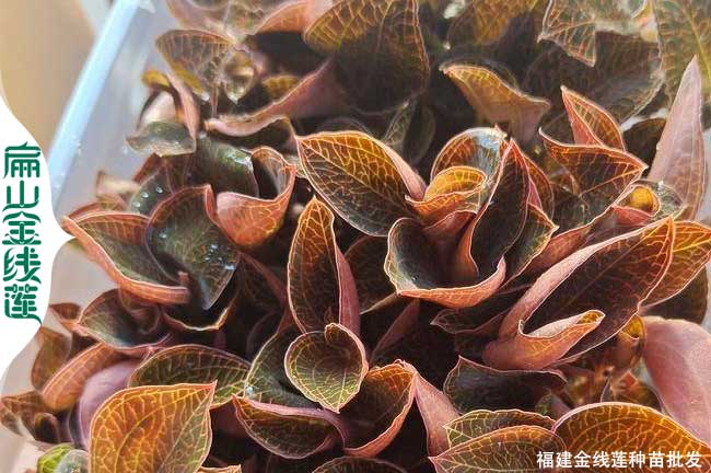 大型 福建金線蓮種苗批發(fā)基地 福建福州紅霞大葉瓶裝干貨1元