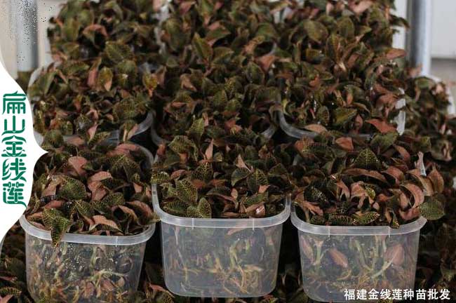 騙局 金線蓮的回收套路 種苗干貨收購(gòu) 生產(chǎn)加工 作用與功效