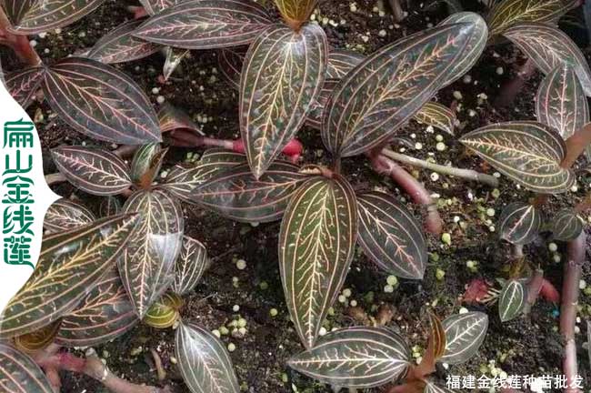 [養(yǎng)殖大葉金線蓮瓶苗]福建紅霞金線蓮種苗批發(fā) FJ紅桿0.39元