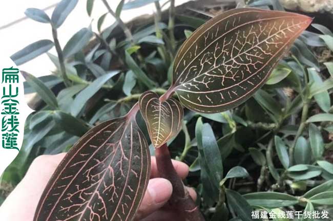 交易金線蓮批發(fā)市場(chǎng)價(jià)格 福建大葉圓尖紅霞小葉種苗 干貨