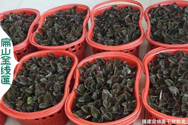 臺灣金線蓮回收
