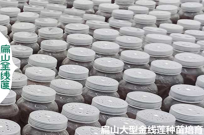漳州金線蓮瓶苗價(jià)格