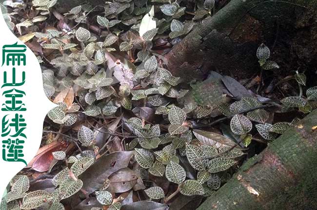2306江西南昌的金線蓮種植基地 南昌紅霞金線蓮種苗價(jià)0.8元