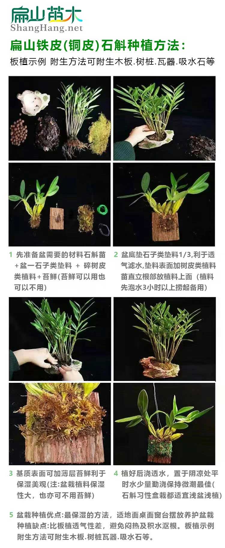 湖北金線蓮種植技術(shù)