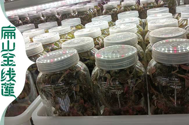福建紅霞金線(xiàn)蓮