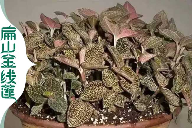 三江金線(xiàn)蓮盆栽